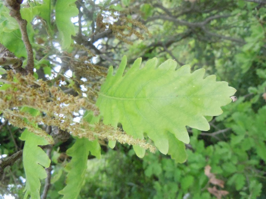 Quercus?